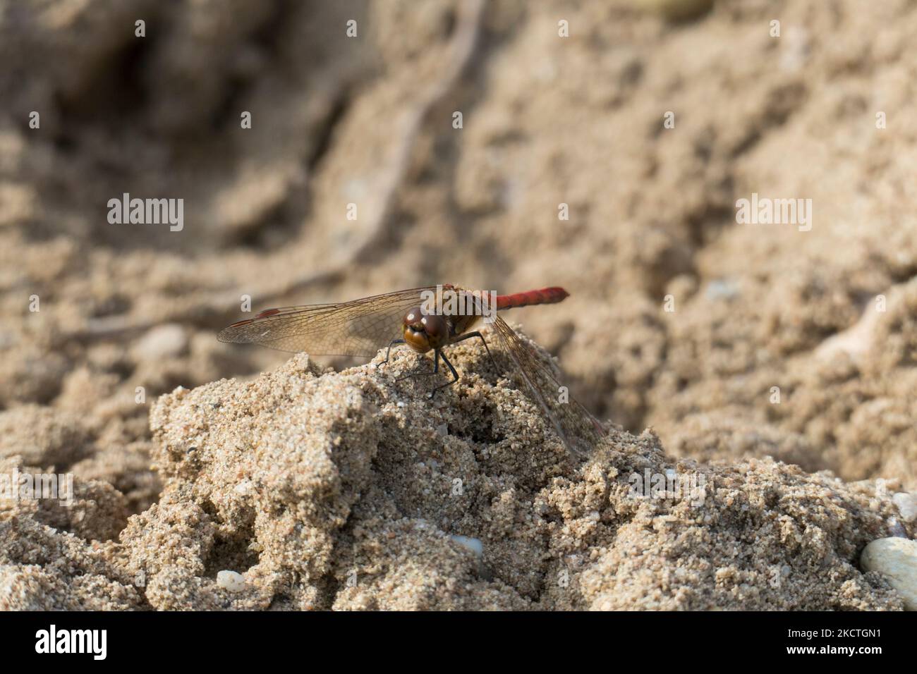 Große Heide libelle auf einer Sand Düne a Sandweier, Baden-Baden Foto Stock