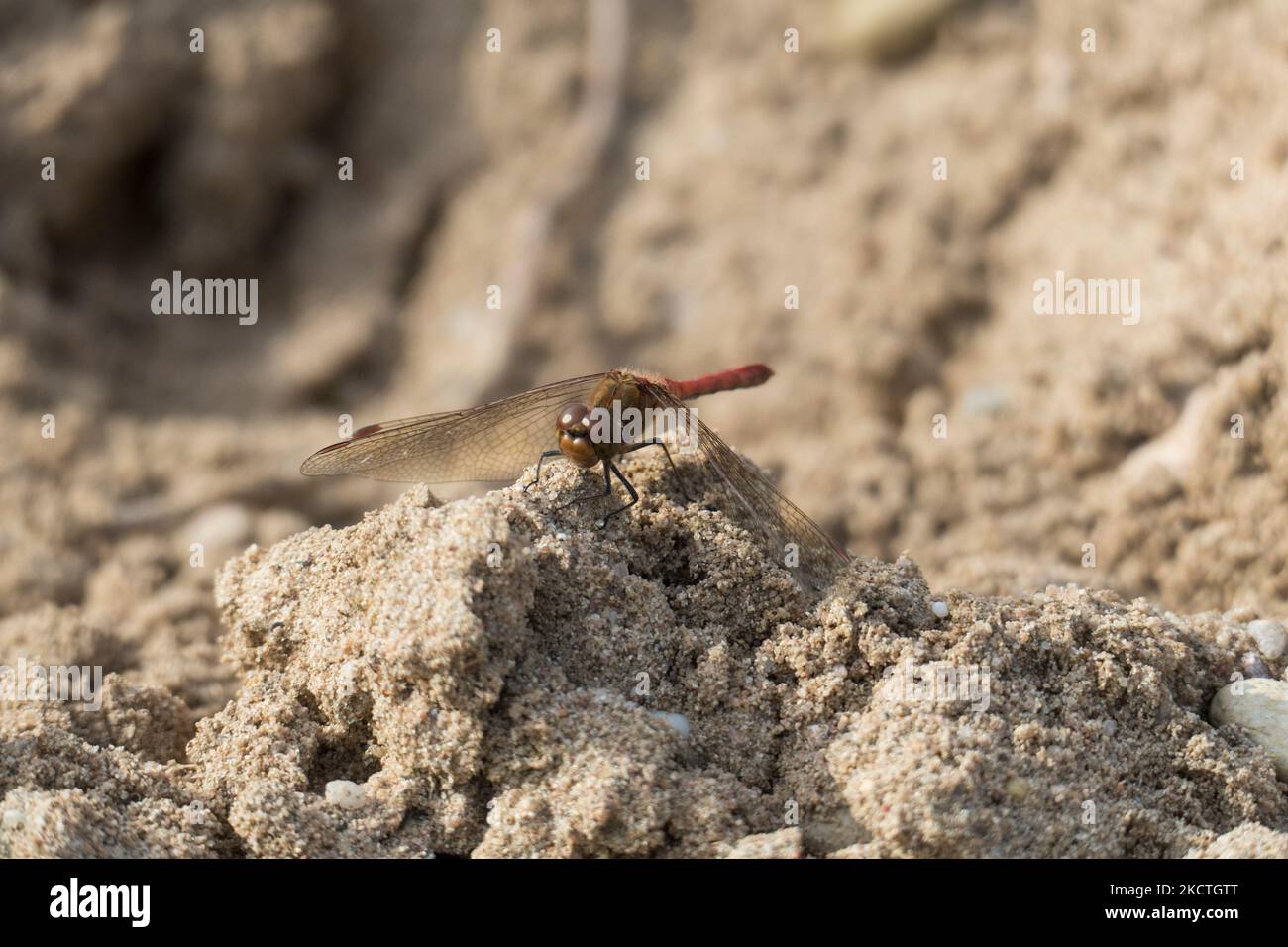 Große Heide libelle auf einer Sand Düne a Sandweier, Baden-Baden Foto Stock