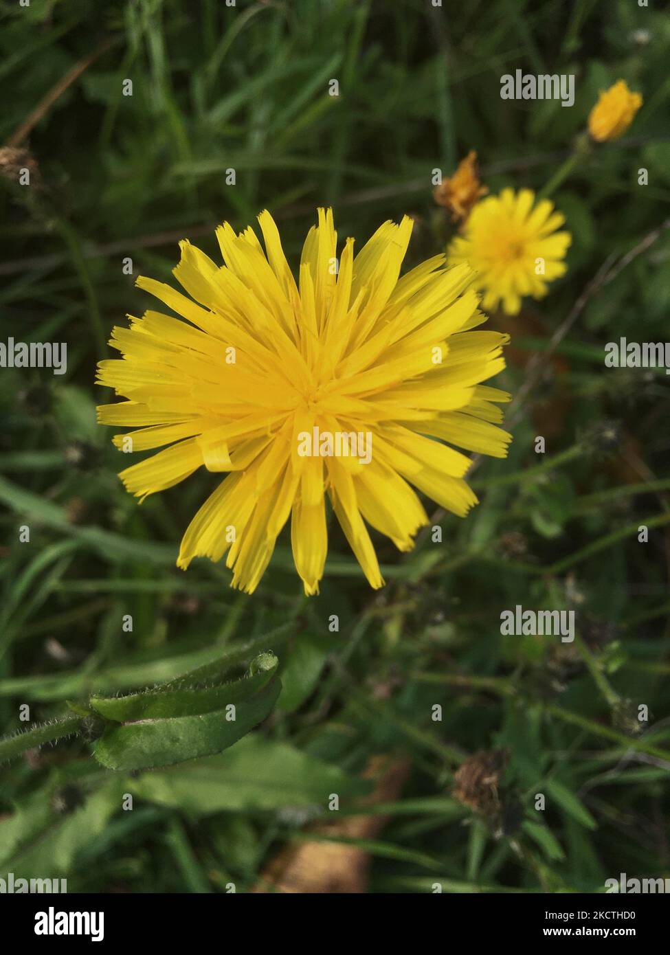 Herbst-Löwenzahn Blüte, Pusteblume mit unscharfem Hintergrund Foto Stock