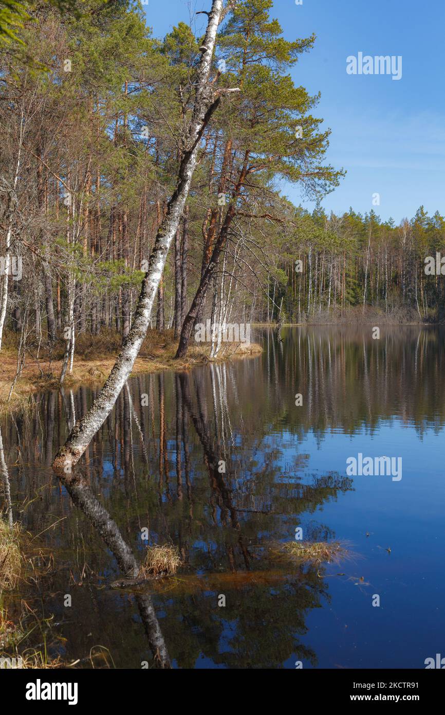 Lago con alberi sulla riva Foto Stock