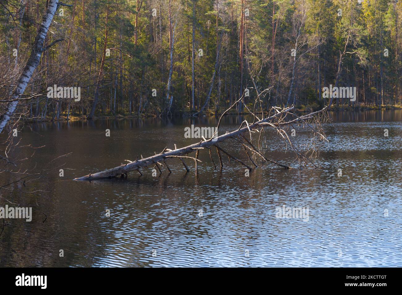 Lago con alberi sulla riva Foto Stock