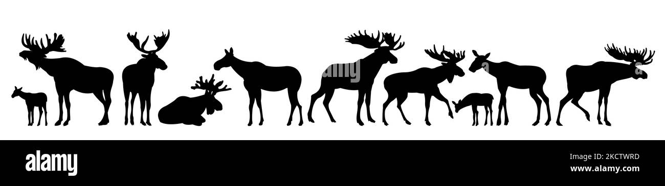 Moose set. Elk adulti maschi e femmine. Cuccioli di alce. Immagine della silhouette. Animali in natura. Isolato su sfondo bianco. Vettore Illustrazione Vettoriale