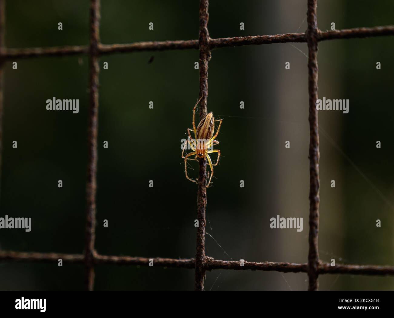 Un ragno di lince a strisce (Oxyopes javanus Thorell) sta arrampicandosi attraverso il web sulla rete della finestra in una casa a Tehatta, Bengala Occidentale; India il 24/11/2021. (Foto di Soumyabrata Roy/NurPhoto) Foto Stock