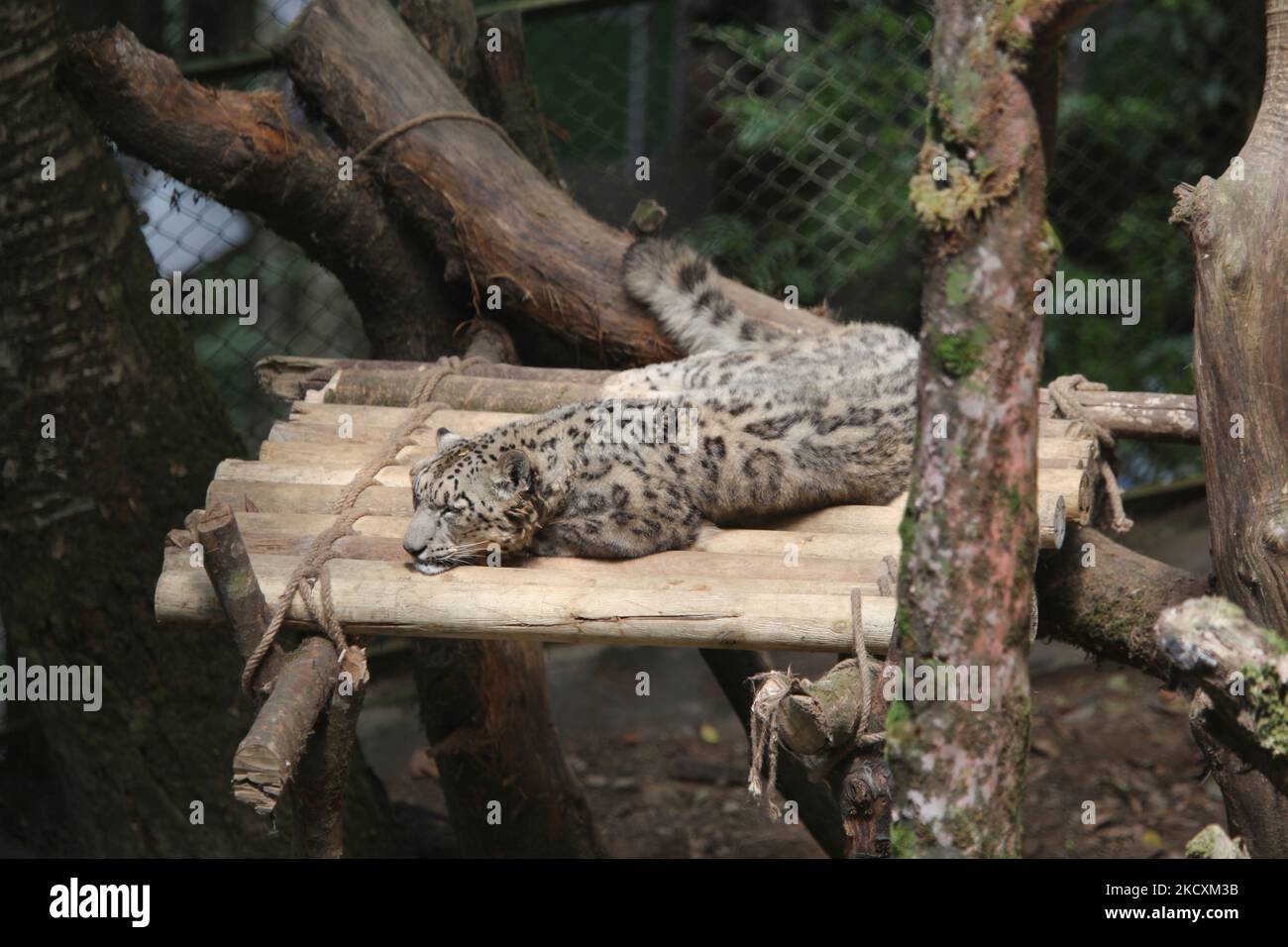 Leopardo delle nevi Himalayan (uncia uncial) al Padmaja Naidu Himalayan Zoological Park a Darjeeling, Bengala Occidentale, India, il 31 maggio 2010. Il leopardo delle nevi himalayano è una specie in pericolo. (Foto di Creative Touch Imaging Ltd./NurPhoto) Foto Stock