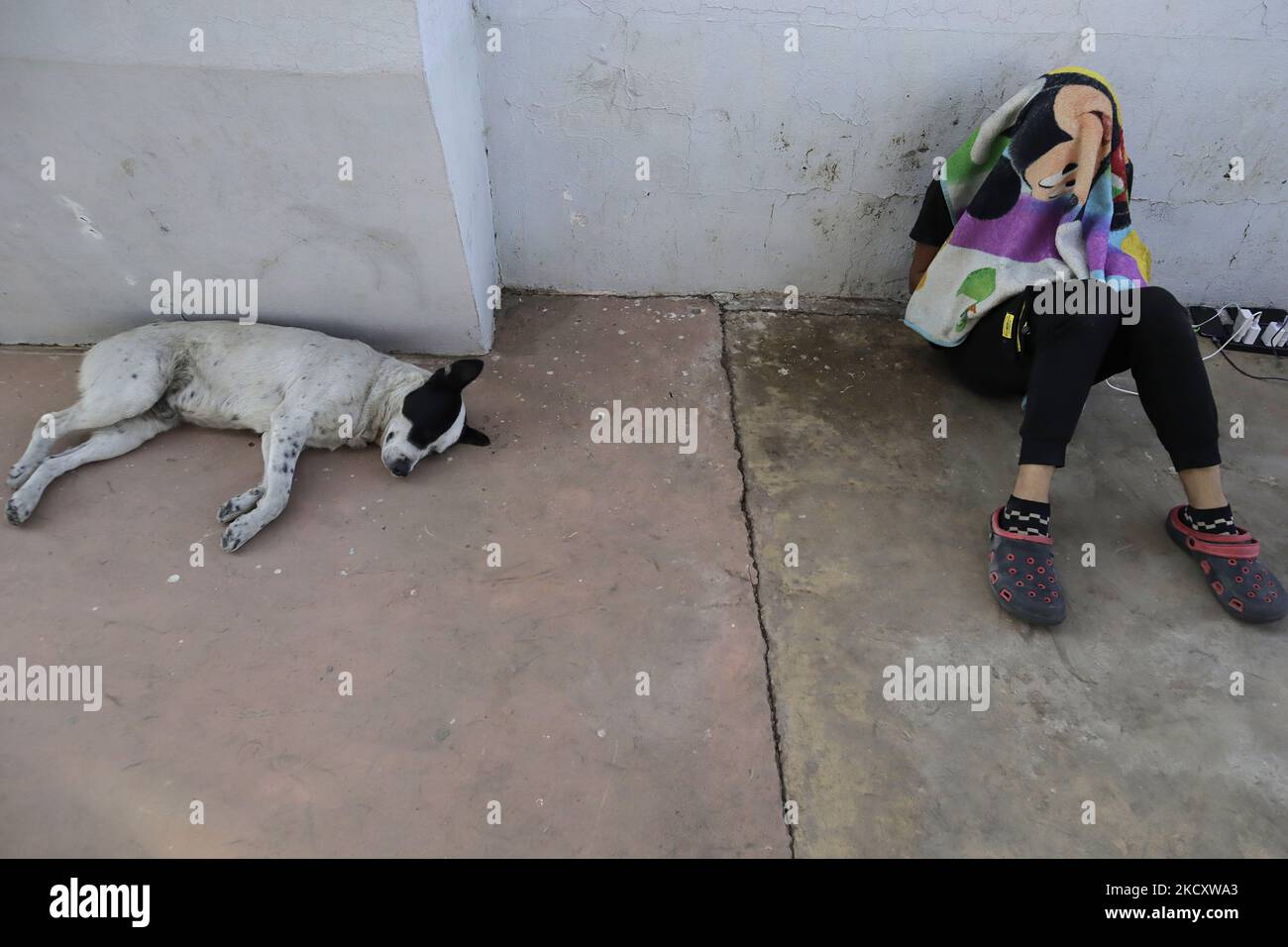 Un immigrato centroamericano e un cane all'interno della Casa Peregrino situata a Città del Messico, che ha ricevuto alloggio, cibo, assistenza legale, psicologica e medica, Per recarsi in vari uffici di sostegno ai rifugiati e cercare di ottenere un permesso di soggiorno più lungo in Messico, in considerazione delle difficoltà che i suoi compatrioti devono entrare negli Stati Uniti durante l'emergenza sanitaria COVID-19 nel paese. (Foto di Gerardo Vieyra/NurPhoto) Foto Stock