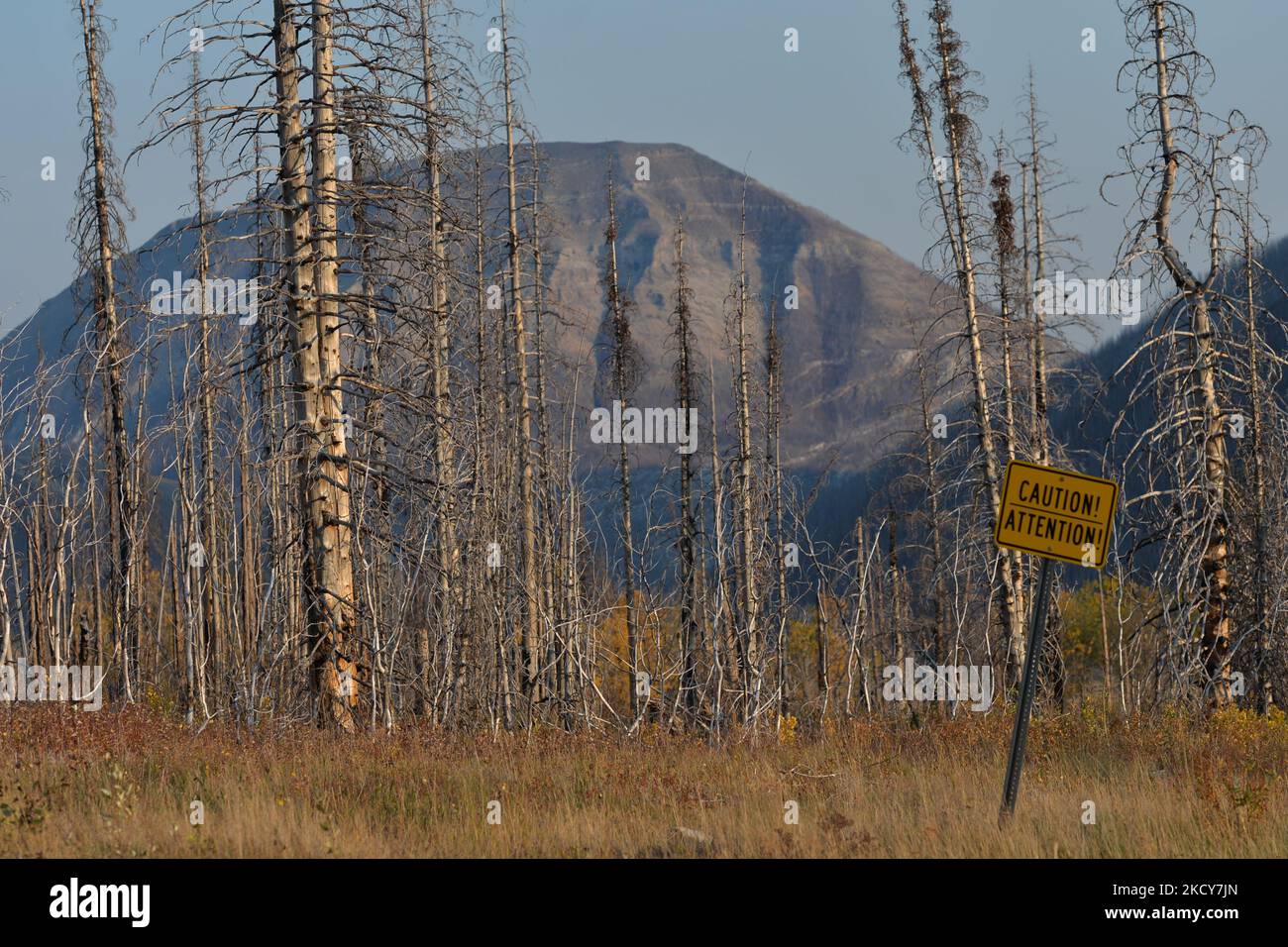 La foresta bruciata vicino a Waterton, Waterton Lakes National Park. Mercoledì 6 ottobre 2021, a Waterton, Alberta, Canada. (Foto di Artur Widak/NurPhoto) Foto Stock