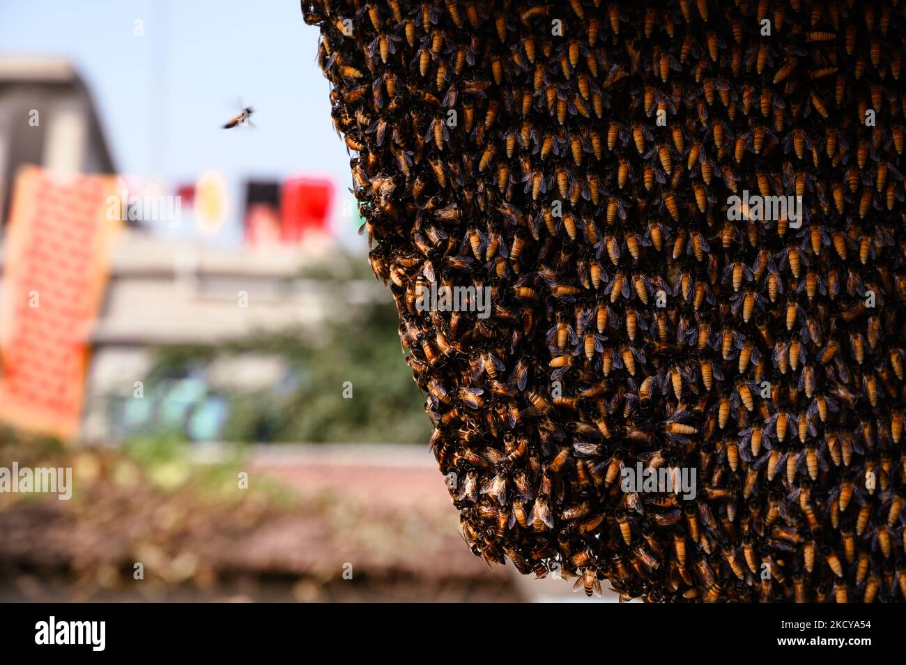 Un'ape gigante del miele (Apis dorsata) è su un'ombra dell'edificio a Nabin Nagar, Bengala Occidentale, India il 21/12/2021. (Foto di Soumyabrata Roy/NurPhoto) Foto Stock