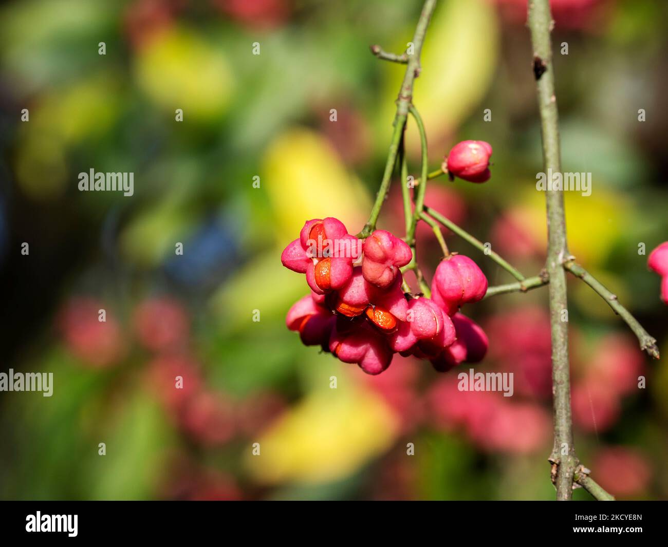 Fuso, Euonymus europaeus coperto di bacche in autunno a Leighton Moss, Silverdale, Lancashire, UK. Foto Stock