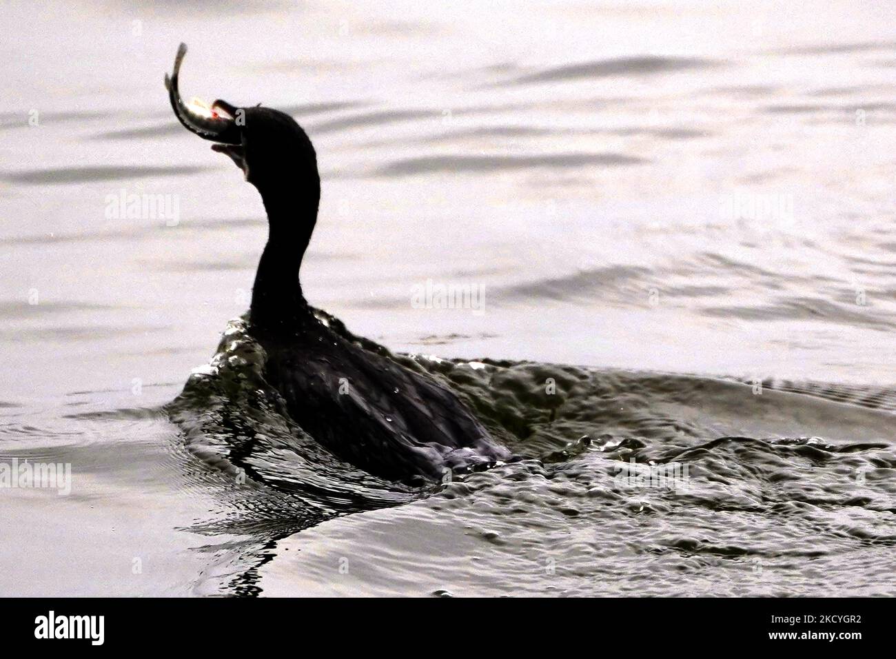 Un uccello cormorano cattura un pesce al lago Ana Sagar ad Ajmer, Rajasthan, India il 28 dicembre 2021. (Foto di Himanshu Sharma/NurPhoto) Foto Stock