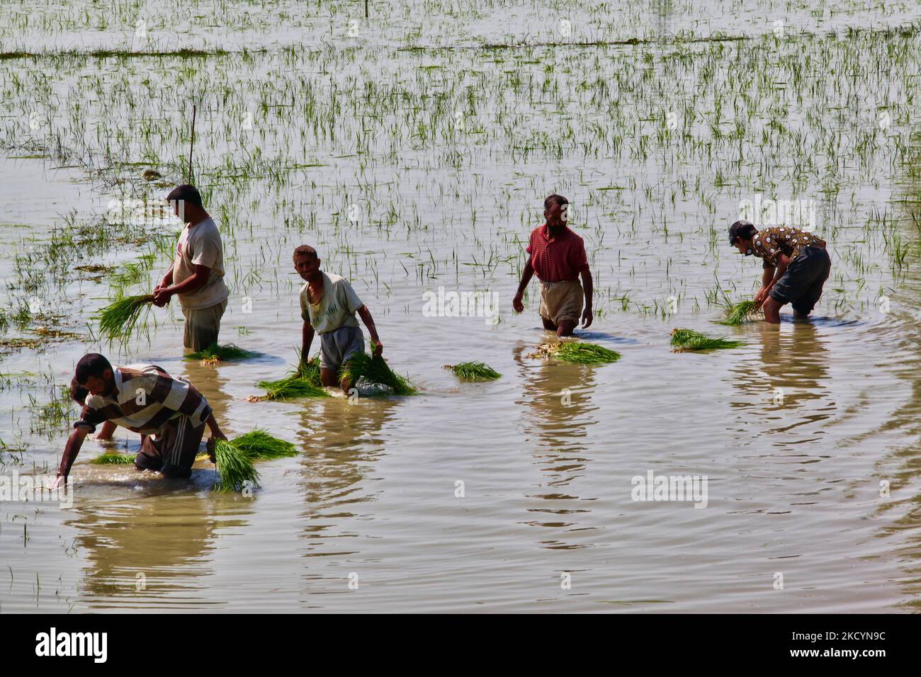 Uomini che piantano risaie in un campo di riso in Kashmir, India, il 24 giugno 2010. (Foto di Creative Touch Imaging Ltd./NurPhoto) Foto Stock