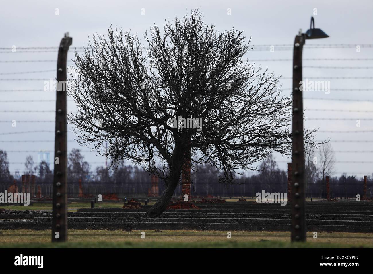 Un albero è visto nell'ex campo di concentramento tedesco nazista Auschwitz II-Birkenau a Brzezinka vicino Oswiecim, Polonia il 3 gennaio 2022. (Foto di Jakub Porzycki/NurPhoto) Foto Stock