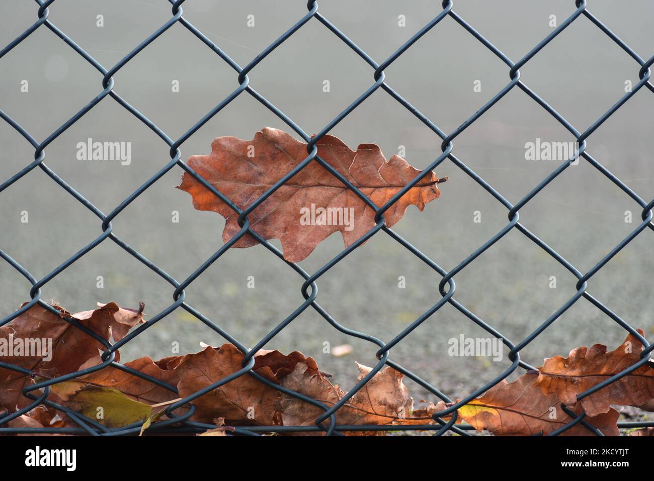 Foglia di autunno bloccato su un recinto di filo, dando una sensazione di essere intrappolato e indifeso. Foto Stock