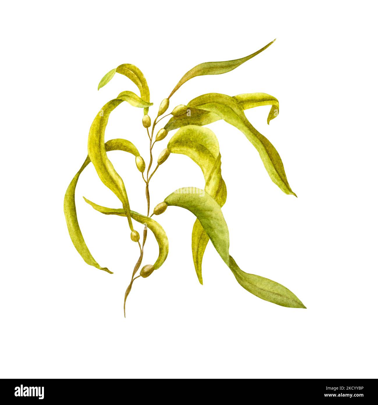 Acquerello illustrazione della flora marina. Illustrazione floreale subacquea dipinta a mano con alghe isolate su sfondo bianco. Stampare il poster di progettazione Foto Stock