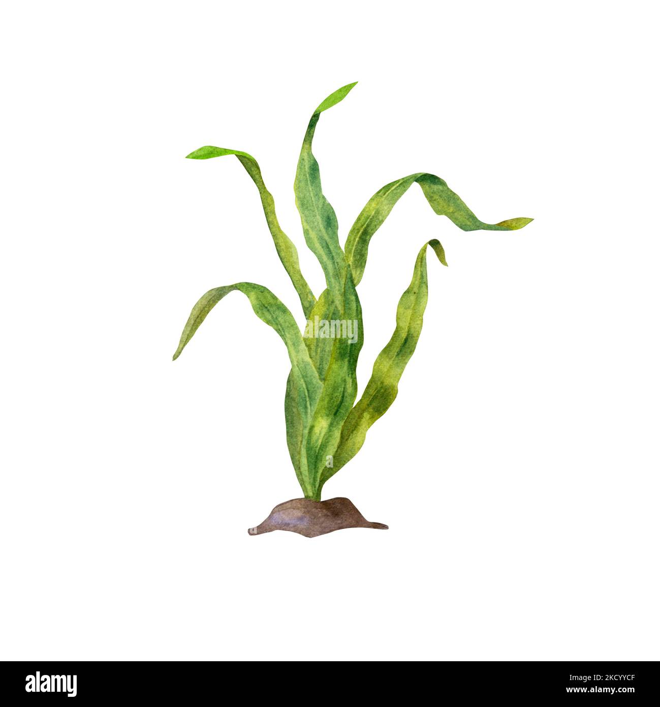 Acquerello illustrazione della flora marina. Illustrazione floreale subacquea dipinta a mano con alghe isolate su sfondo bianco. Stampare il poster di progettazione Foto Stock