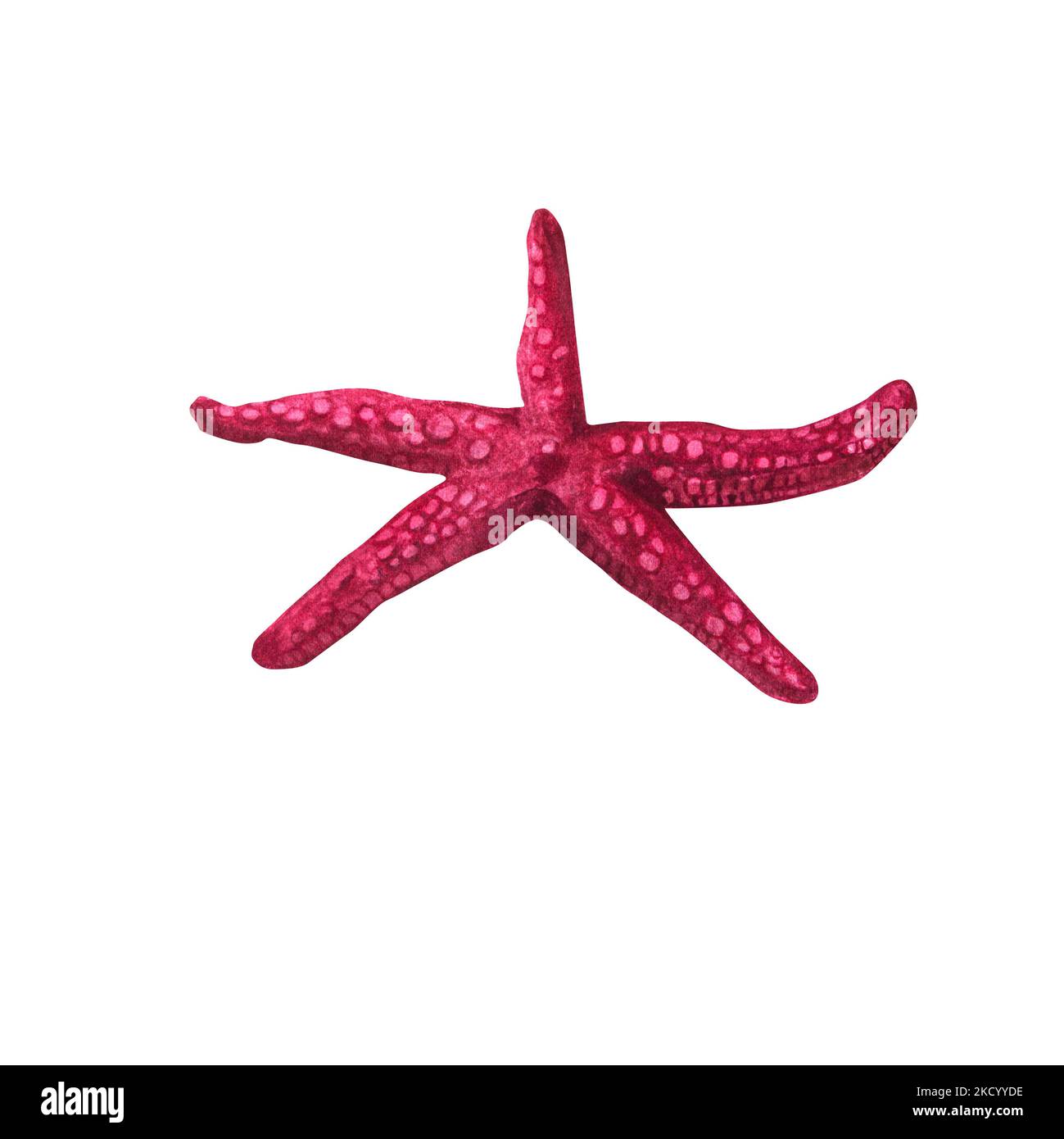 Stelle marine in stile acquerello isolate su sfondo bianco. Mare, oceano, fauna marina. Per banner poster stampa cartolina, modello di carta in tessuto clipart Foto Stock