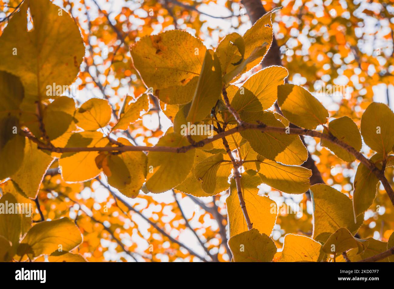 Foglie gialle autunnali dell'albero sotto la luce del sole Foto Stock