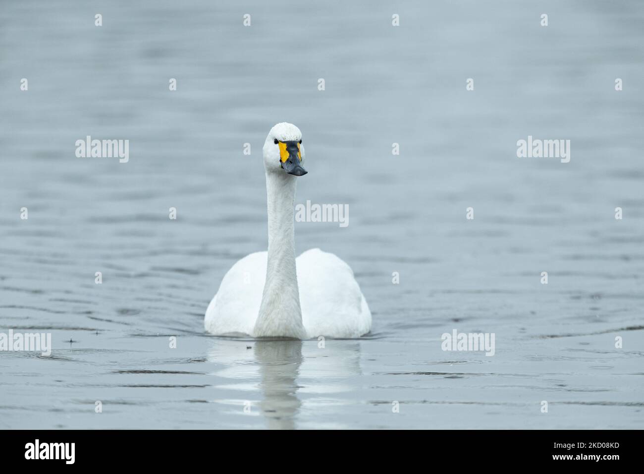 Bewick's Swan Cygnus columbarius bewickii, adulto su acqua, Slimbridge, Gloucestershire, Regno Unito, Marzo Foto Stock