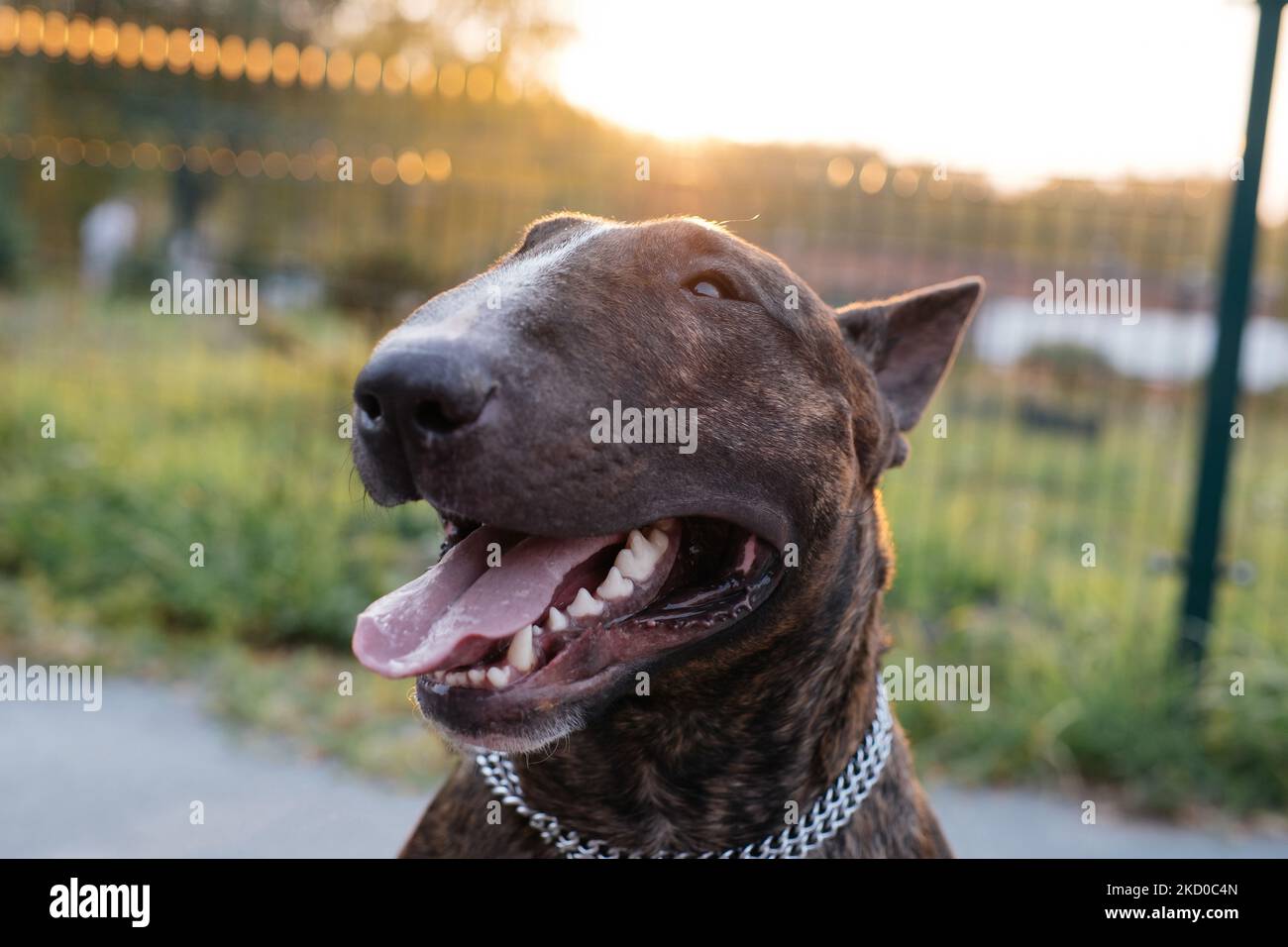 Il ritratto del giovane bel toro terrier ritratto in un colore brindato Foto Stock