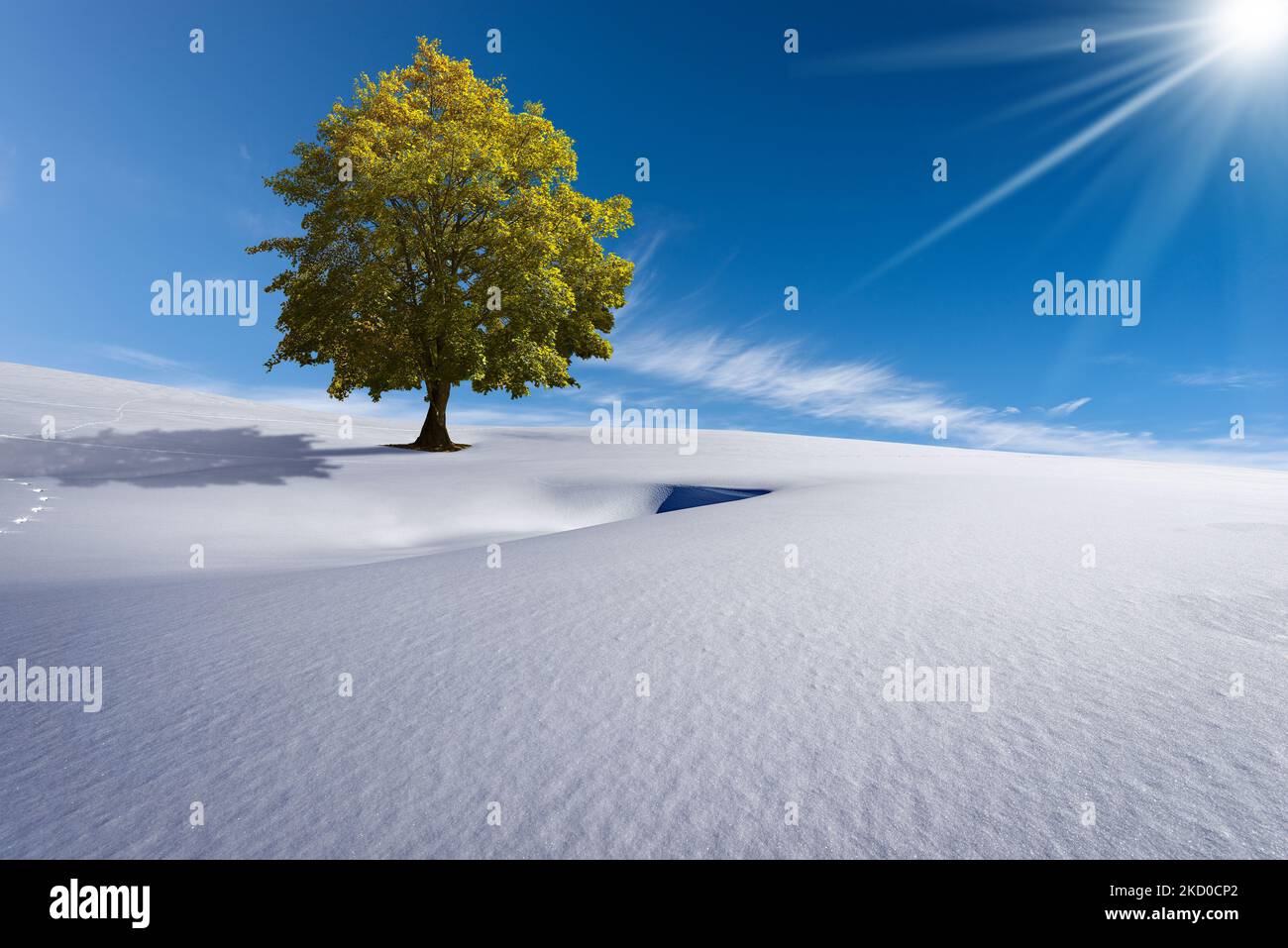 Paesaggio invernale con neve polverosa e un albero verde con foglie lussureggianti contro un cielo azzurro limpido con nuvole e raggi solari. Concetto di cambiamento climatico. Foto Stock