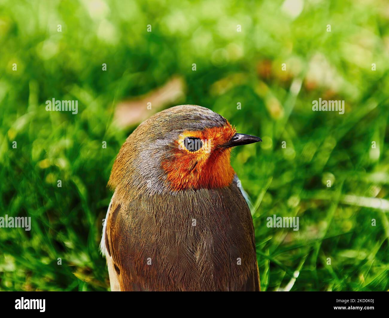 Un simpatico rapina si ferma davanti a una macchia d'erba illuminata dal sole per guardare la telecamera con apparente curiosità. Foto Stock