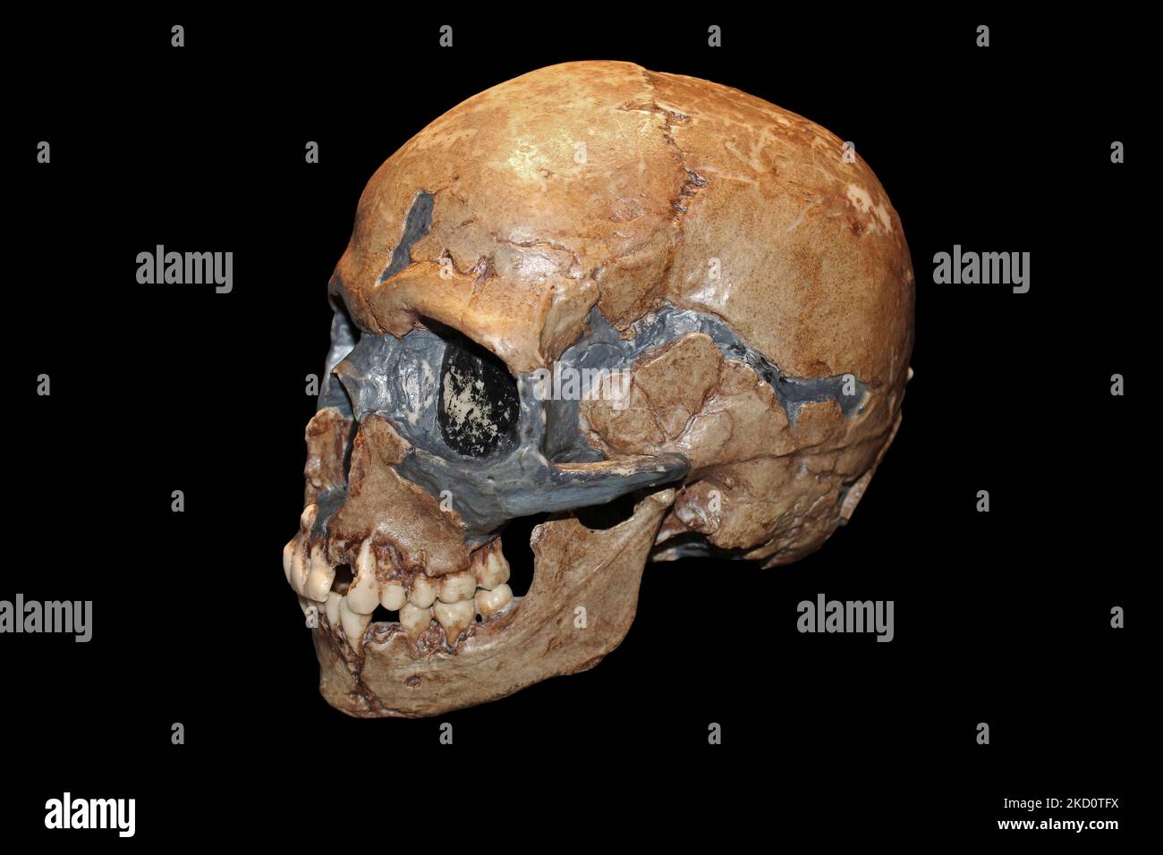 Homo sapiens cranio bambino Caverna Qafzeh, Israele - Qafzeh11 Foto Stock