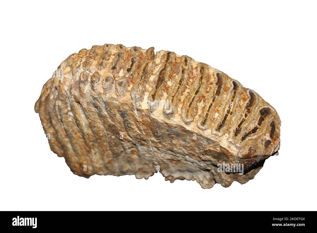 Elefante a zig-zag (Palaeoloxodon antiquus) - dente molare Foto Stock