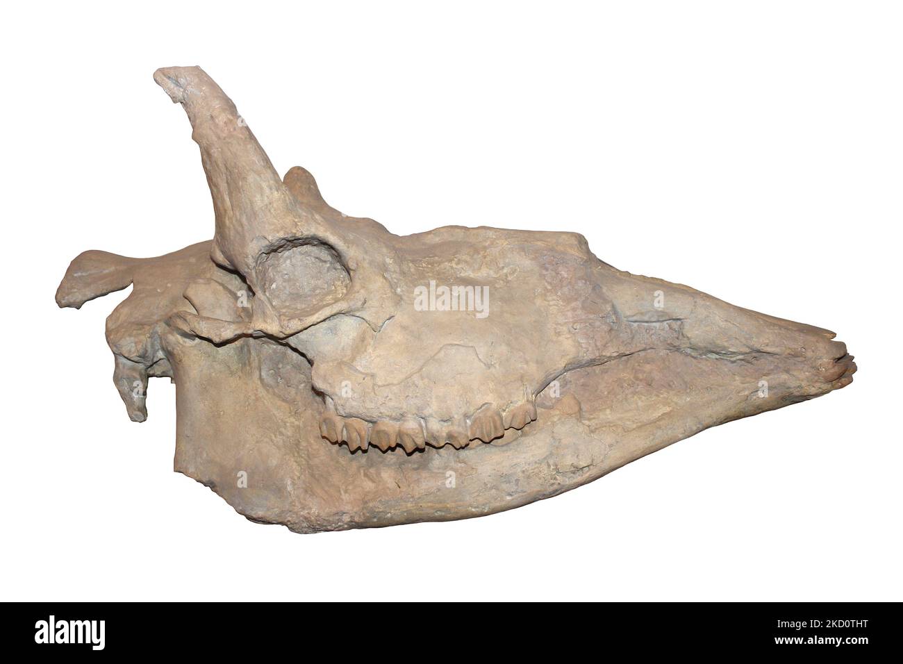 Samotherium boissieri cranio Foto Stock