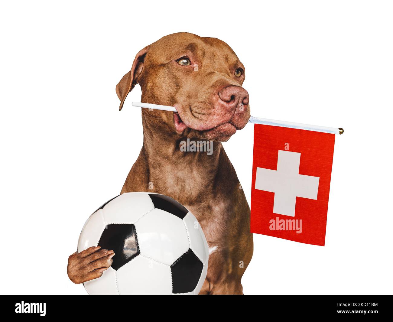 Cucciolo affascinante e adorabile, con bandiera nazionale della Svizzera e palla da calcio. Preparazione per il campionato e il torneo. Primo piano, all'interno. STU Foto Stock