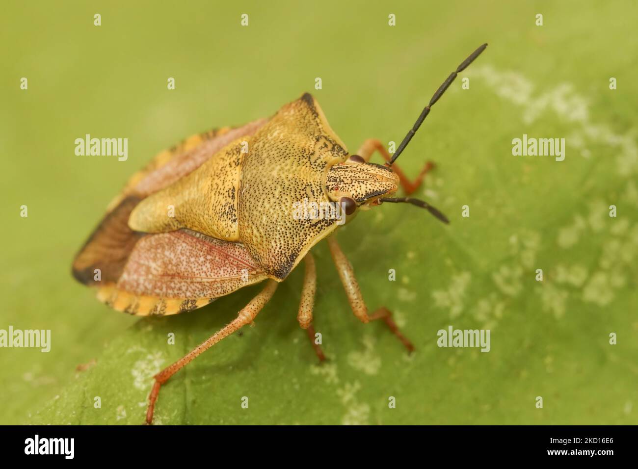 Dettaglio primo piano sul colorato schermo Carpocoris fuscispinus seduto su una foglia verde Foto Stock