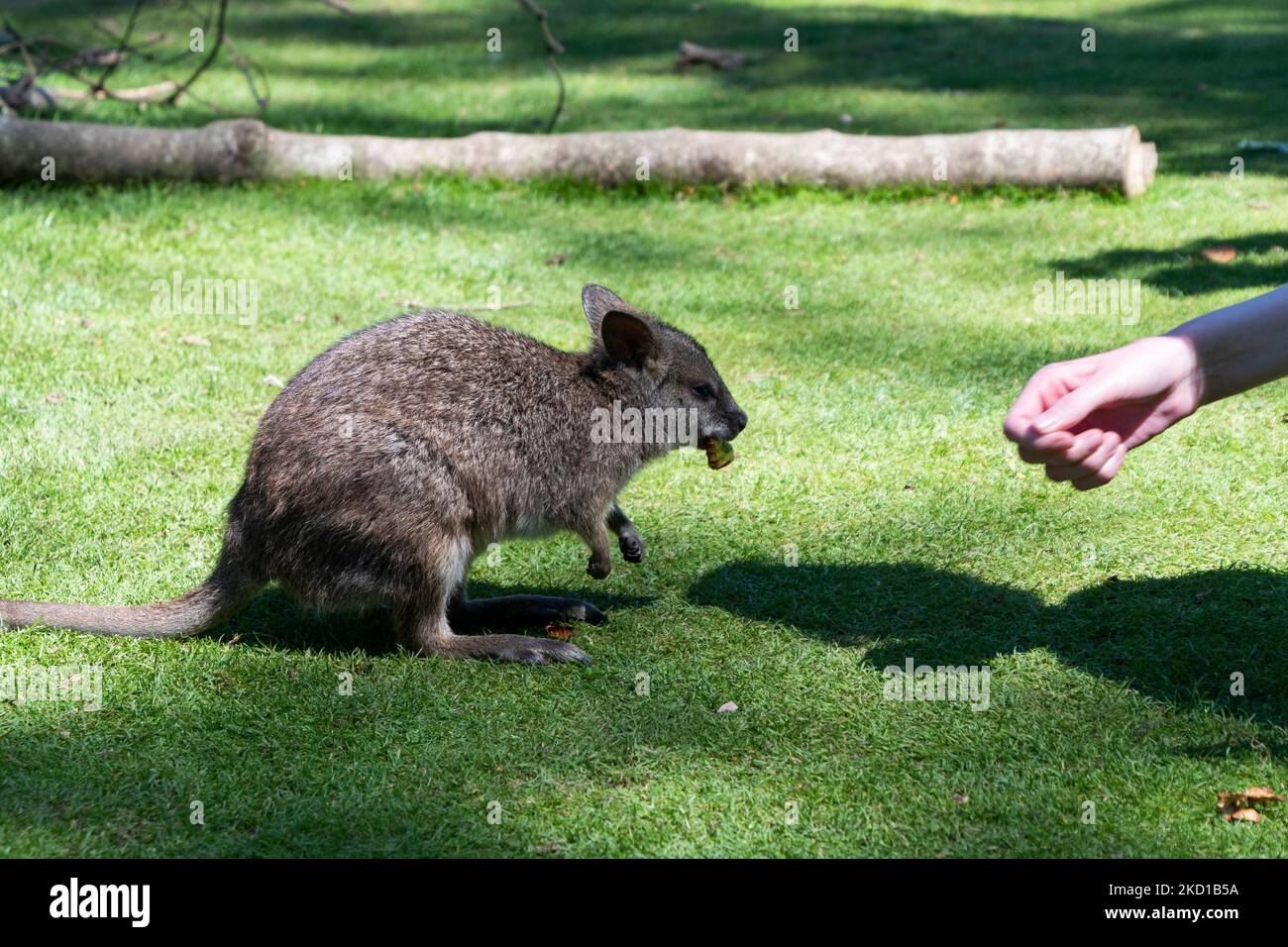 Un Wallaby fotografato al Manor Wildlife Park a Tenby, Galles occidentale. Foto Stock