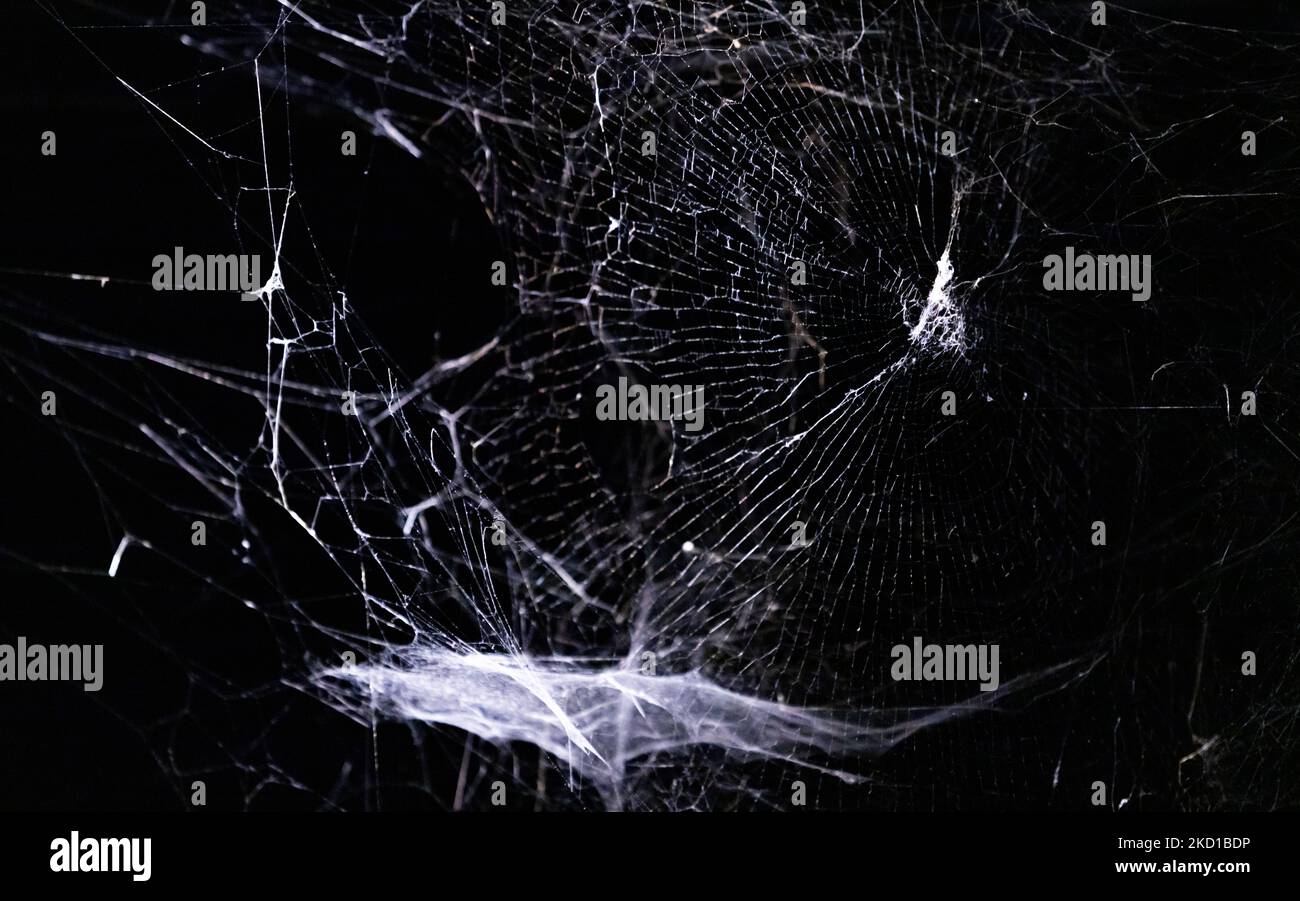 Una foto di più ragnatele esposte al Rijksmuseum, come parte della mostra Creepy crawlies. Foto Stock