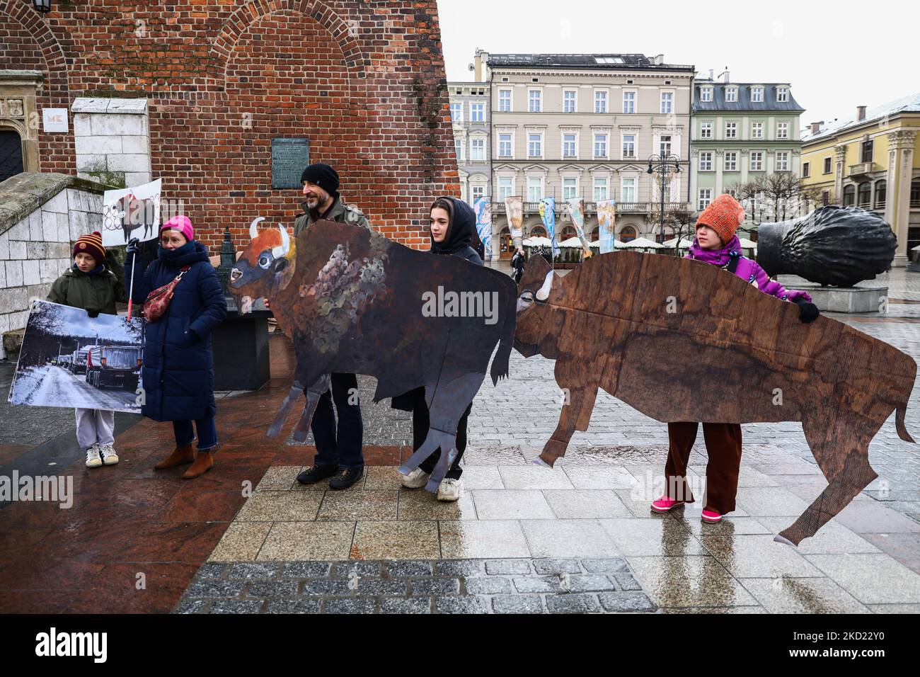 La gente dimostra di tenere striscioni sotto forma di bisonte durante una protesta contro la costruzione di un muro al confine tra Polonia e Bielorussia. Cracovia, Polonia il 6 gennaio 2022. Il muro, che dovrebbe impedire ai migranti del Medio Oriente di attraversare passaggi illegali dalla Bielorussia, sarà alto fino a 18 piedi (5,5 metri) e si estenderà per 116 miglia (186 chilometri) lungo il confine orientale della Polonia, attraversando la foresta di Bialowieza, patrimonio mondiale dell'UNESCO. Gli scienziati e gli attivisti ambientali sono preoccupati per i possibili effetti negativi della recinzione su specie preziose e sulle migliori p Foto Stock