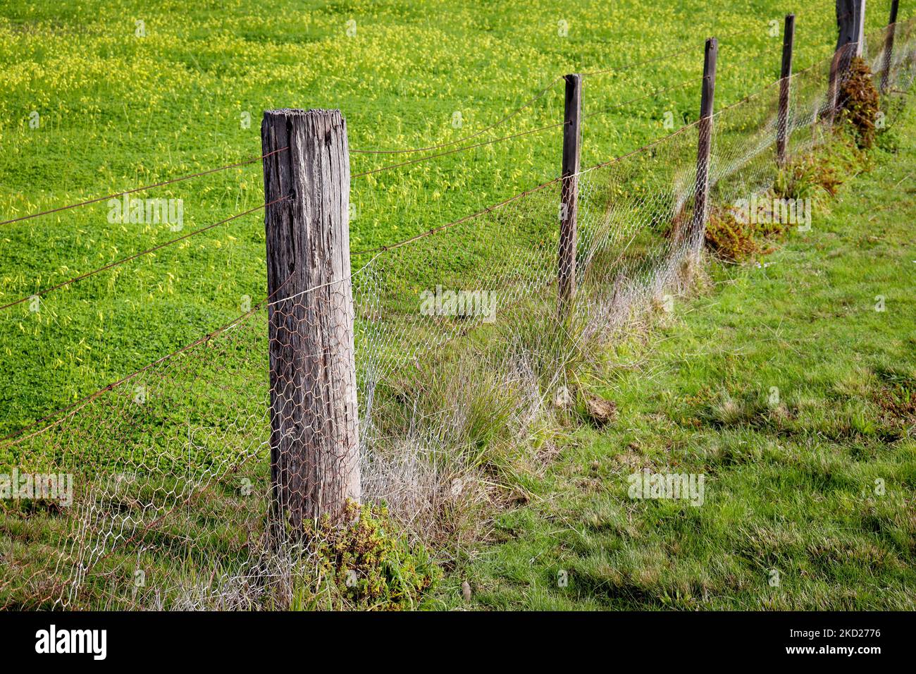 Un campo verde con una recinzione in rete metallica a filo corto Foto Stock