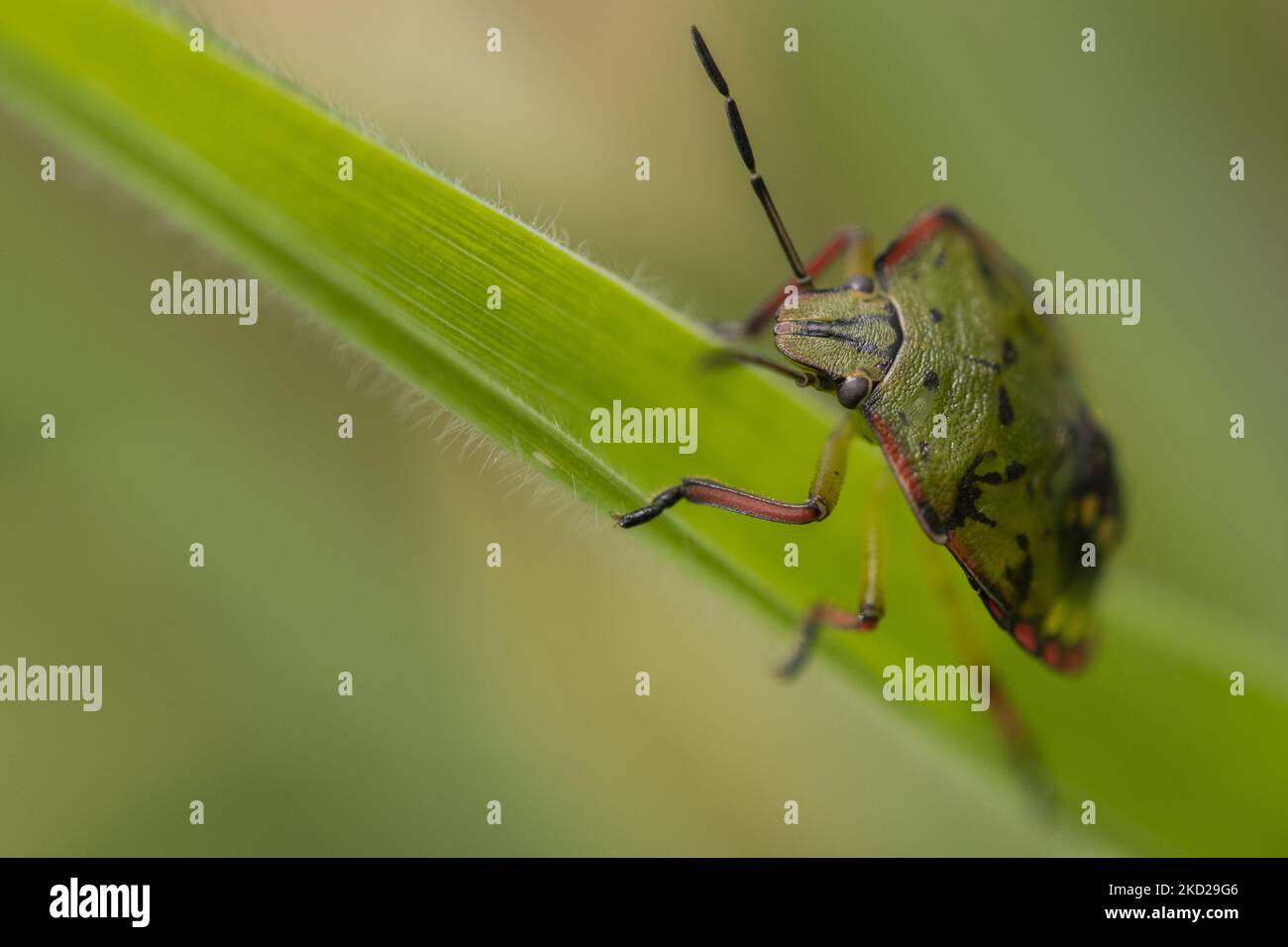 Un insetto di scudo verde del sud o un insetto di verdure verdi sale sul lato di una foglia in un giardino a Lincoln, Nuova Zelanda il 10 febbraio 2022. (Foto di Sanka Vidanagama/NurPhoto) Foto Stock