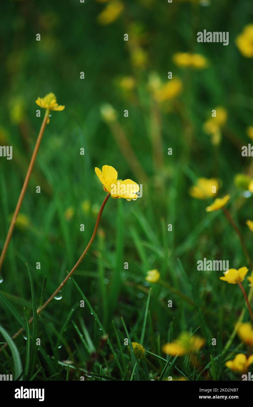 Un fuoco selettivo di un delicato fiore giallo di spearwort coperto di rugiada nel campo verde Foto Stock