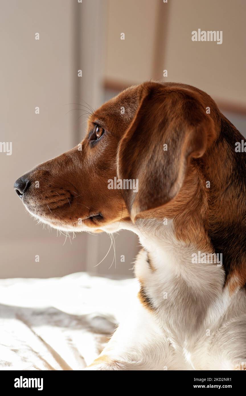 Profilo cane Beagle, seduto in profilo guardando lontano Foto Stock