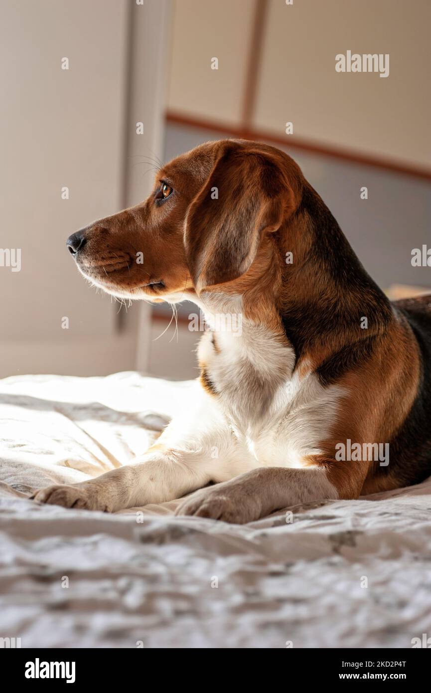 Profilo cane Beagle, seduto in profilo guardando lontano Foto Stock