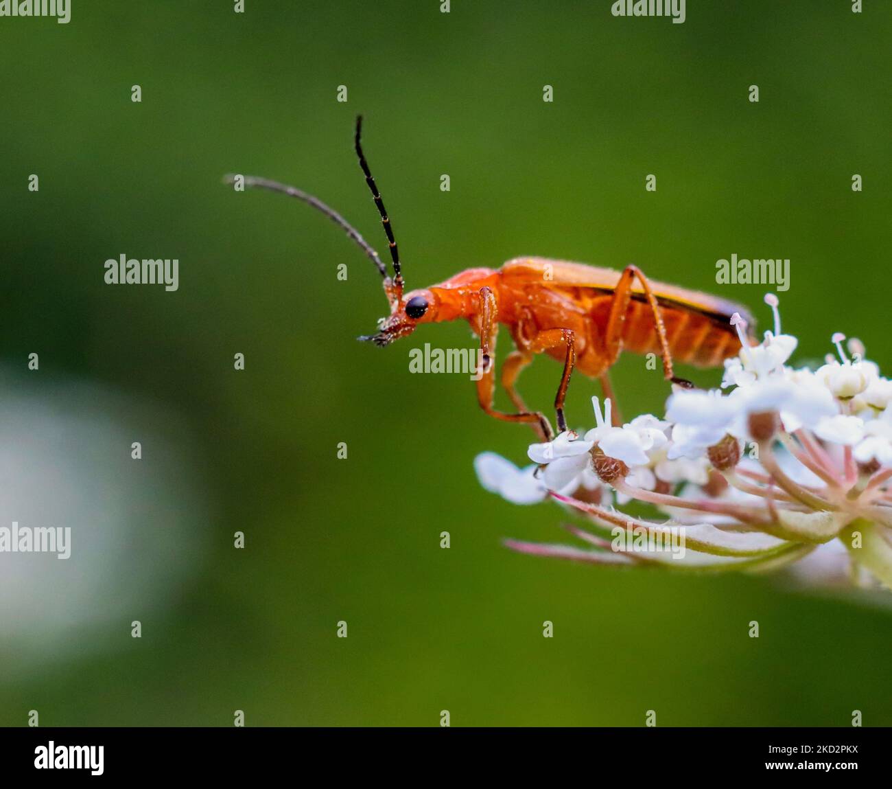 Un primo piano di un scarabeo cardinale dalla testa rossa (Pyrocrochroa serraticornis) seduto su un fiore Foto Stock