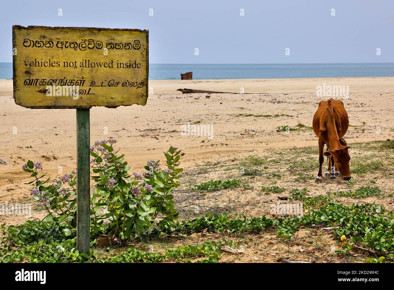 Vacca pascolo da un segno che avverte che 'veicoli non sono ammessi all'interno della zona spiaggia' lungo la spiaggia dove la Battaglia di Mullaitivu ha avuto luogo a Mullaitivu, Sri Lanka. La Battaglia di Mullaitivu nel 1996 e di nuovo nel 2009, così come il massacro di Mullivaikkal, furono alcuni dei combattimenti più feroci e delle battaglie più costose della guerra civile di 26 anni tra l'esercito dello Sri Lanka e le LTTE (Tigri di liberazione del Tamil Eelam). La Battaglia di Mullaitivu nel 2009 fu l'ultima battaglia della guerra. (Foto di Creative Touch Imaging Ltd./NurPhoto) Foto Stock