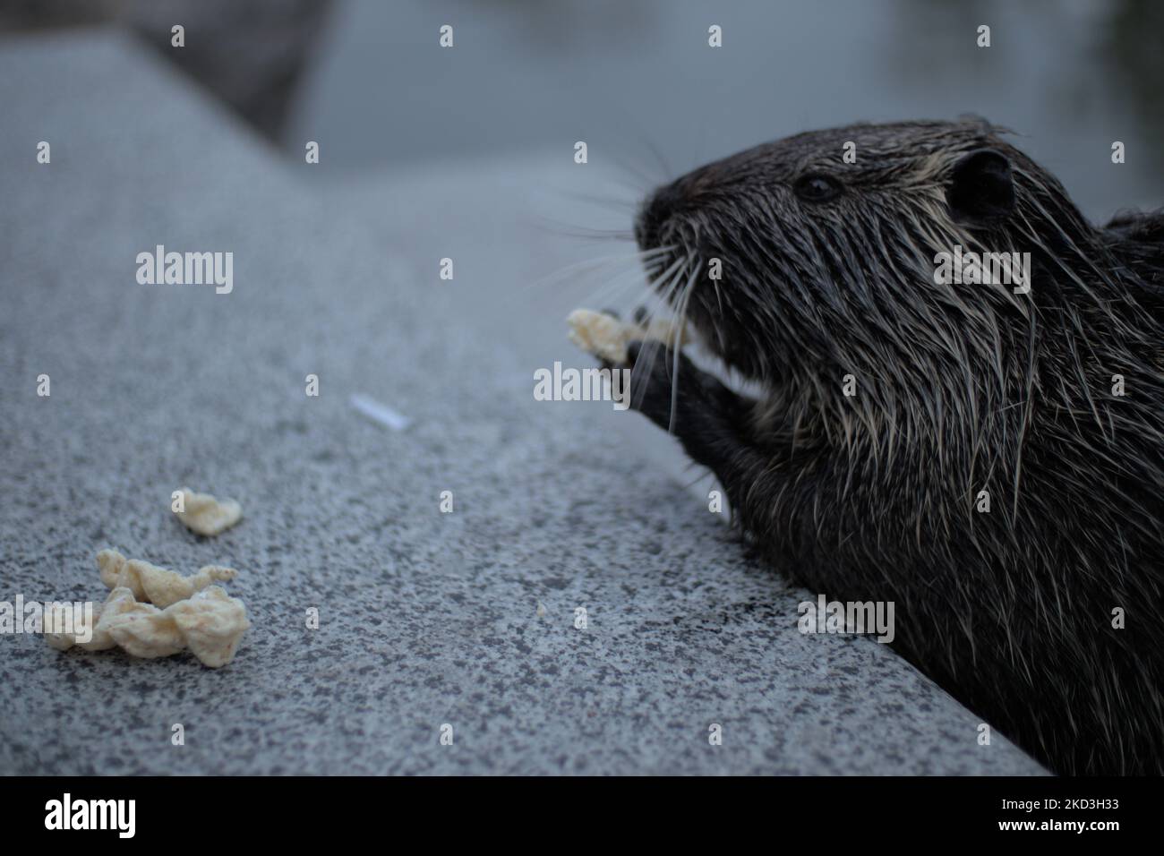 Un primo piano di Nutria che mangia noci sulla superficie di granito Foto Stock