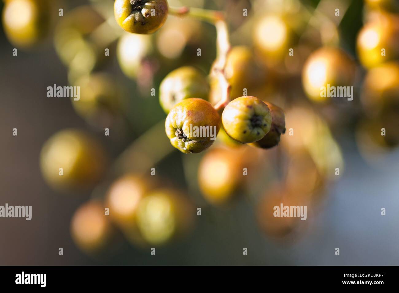 Biancospino messicano immagini e fotografie stock ad alta risoluzione -  Alamy