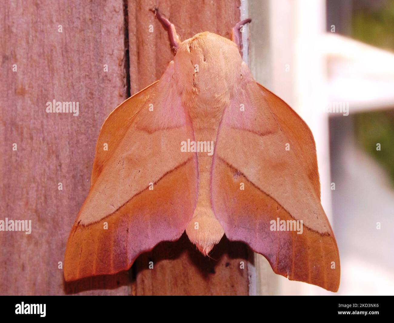 Falce di Saturniidi (famiglia Saturniidae) specie indeterminate isolate su sfondo bianco dalla giungla del Belize Foto Stock