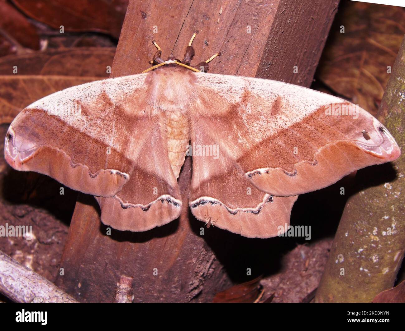 Falce di Saturniidi (famiglia Saturniidae) specie indeterminate isolate su sfondo bianco dalla giungla del Belize Foto Stock
