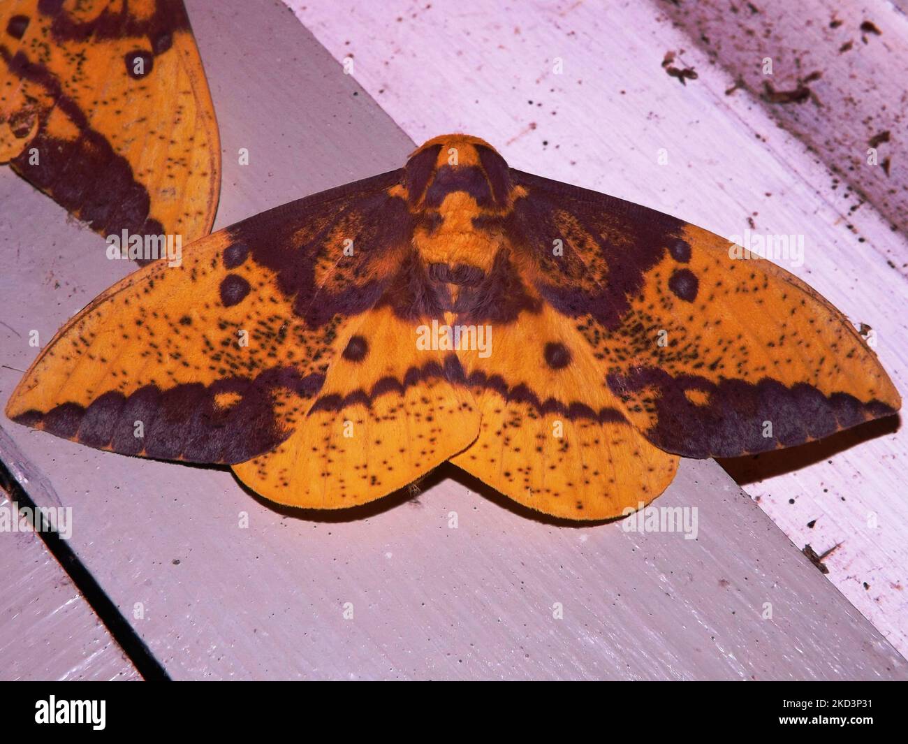 Falce di Saturniidi (famiglia Saturniidae) specie indeterminate isolate su sfondo bianco dalla giungla del Belize Foto Stock