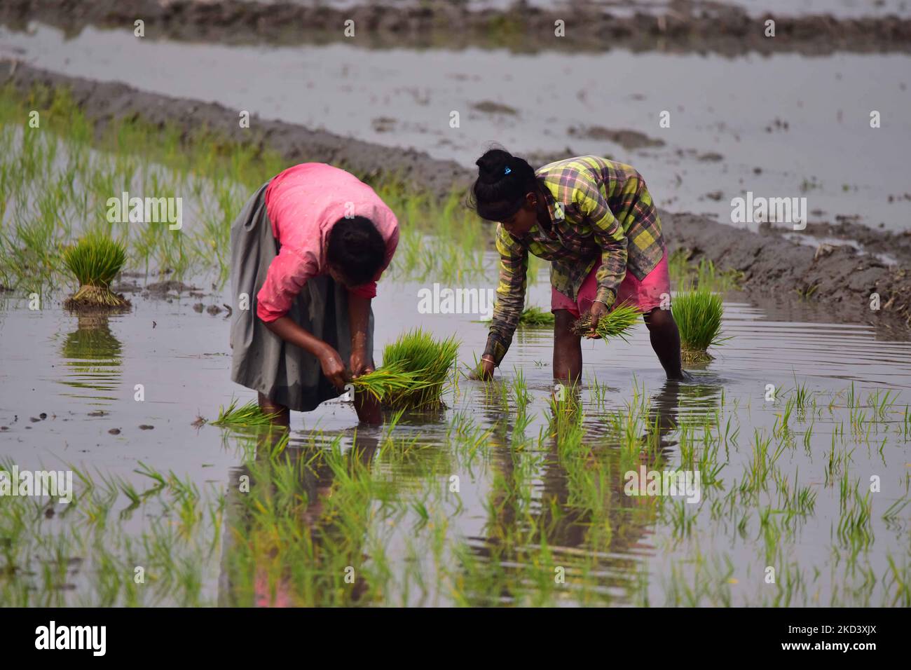 Le donne piantano i seghings del riso ad un campo del risone nel distretto di Nagaon di Assam, India il 28,2022 febbraio. (Foto di Anuwar Hazarika/NurPhoto) Foto Stock