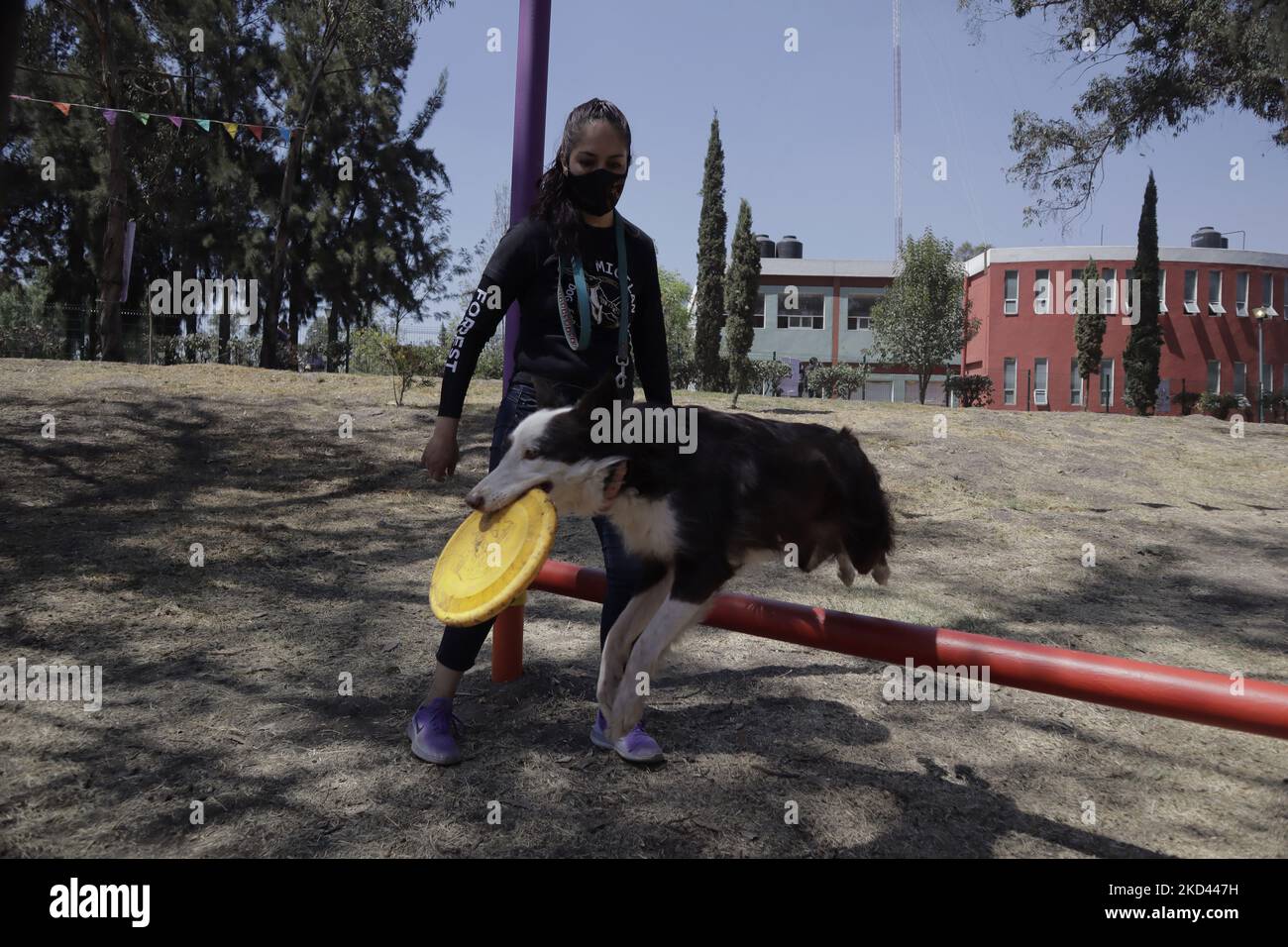 Mostra sull'addestramento dei cani durante l'inaugurazione di un Dog Park nella foresta di Tláhuac. Questo sito è dotato di strutture speciali e giochi per animali domestici, nonché di misure di sicurezza per evitare che subiscano incidenti. (Foto di Gerardo Vieyra/NurPhoto) Foto Stock