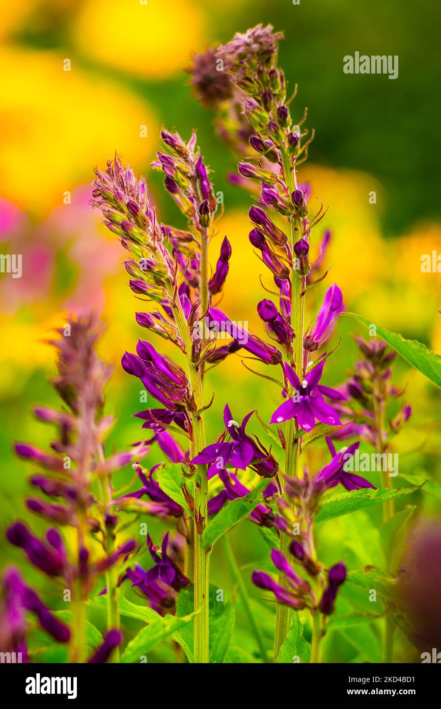 Un primo piano di bella lobela speciosa (porpora di hadspen) fiori che crescono in un giardino Foto Stock