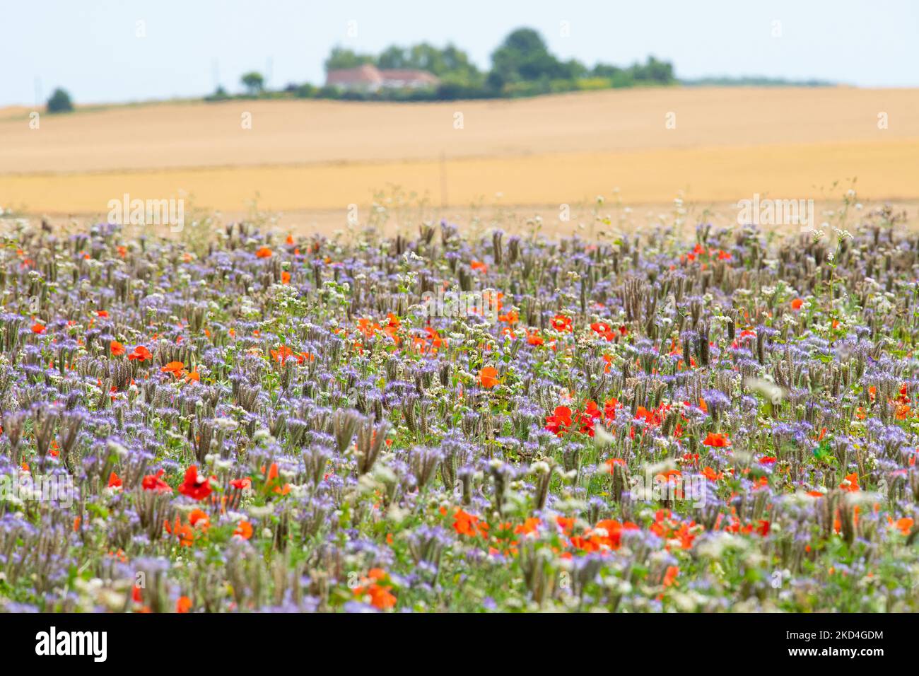 Phacelia tanacetifolia e papaveri che crescono sul campo - Kent, Inghilterra, Regno Unito Foto Stock
