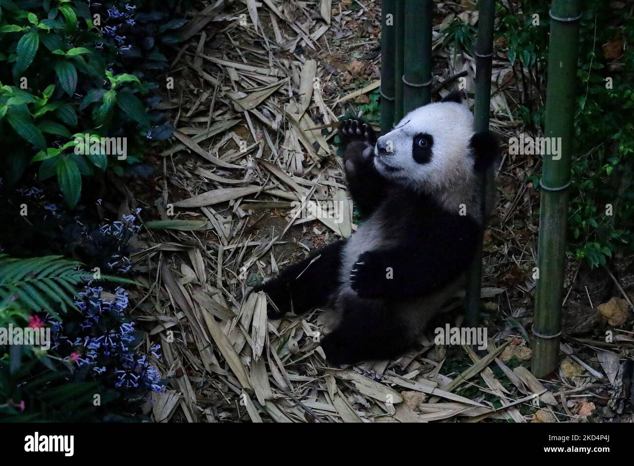 Il primo cucciolo di panda gigante di Singapore, denominato le le, reagisce all'interno della mostra Giant Panda Forest presso Mandai River Wonders il 10 marzo 2022 a Singapore. Nato il 14 agosto 2021 e pesato alle 15,86kg (dal 8 marzo), le le è il primogenito del gigante panda Kai Kai e Jia Jia, nove anni dopo il loro primo arrivo a Singapore in prestito da Chengdu. (Foto di Suhaimi Abdullah/NurPhoto) Foto Stock