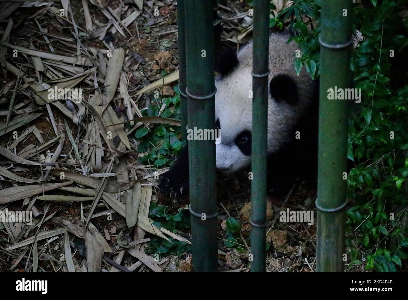 Il primo cucciolo di panda gigante di Singapore, denominato le le, si aggira all'interno della mostra Giant Panda Forest al Mandai River Wonders il 10 marzo 2022 a Singapore. Nato il 14 agosto 2021 e pesato alle 15,86kg (dal 8 marzo), le le è il primogenito del gigante panda Kai Kai e Jia Jia, nove anni dopo il loro primo arrivo a Singapore in prestito da Chengdu. (Foto di Suhaimi Abdullah/NurPhoto) Foto Stock